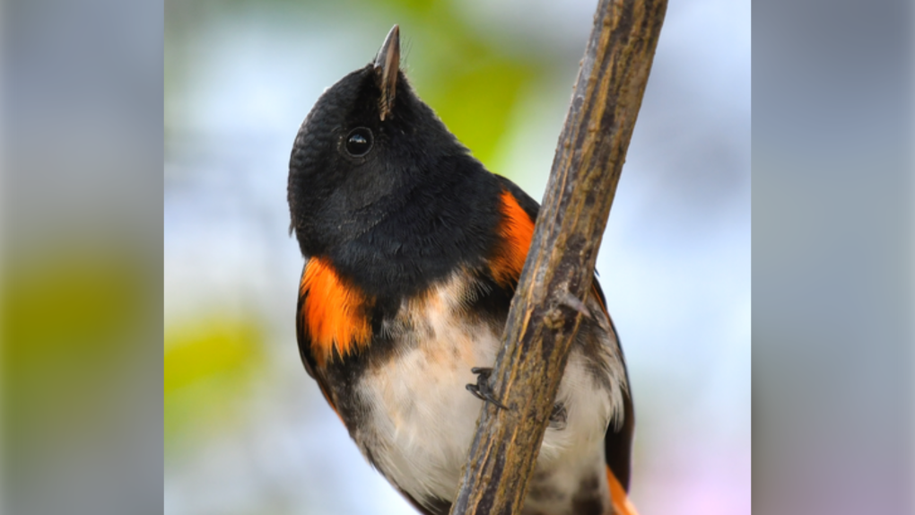 Climate change is forcing birds to migrate faster, and there’s a cost: study